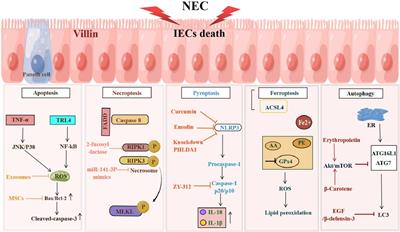 Programmed death of intestinal epithelial cells in neonatal necrotizing enterocolitis: a mini-review